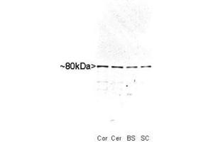 Western blot analysis of MARCKS in whole rat cortex (Co), cerebellum (Ce), brain stem (BS) and spinal cord (SC) homogenate stained with MARCKS polyclonal antibody  at dilution of 1 : 10,000.