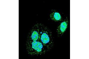 Confocal immunofluorescent analysis of HSF1 Sumoylation Site Antibody (ABIN389069 and ABIN2839273) with Hela cell followed by Alexa Fluor 488-conjugated goat anti-rabbit lgG (green). (HSF1 antibody  (Sumoylation Site))