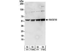 Western Blotting (WB) image for anti-RAD23 Homolog B (RAD23B) (AA 359-409) antibody (ABIN7454820) (RAD23B antibody  (AA 359-409))
