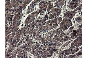 Image no. 2 for anti-Indoleamine 2,3-Dioxygenase 1 (IDO1) antibody (ABIN1498791) (IDO1 antibody)