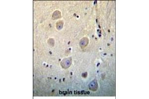 ARHB Antibody (Center) (ABIN656198 and ABIN2845520) immunohistochemistry analysis in formalin fixed and paraffin embedded human brain tissue followed by peroxidase conjugation of the secondary antibody and DAB staining. (RHOB antibody  (AA 104-137))