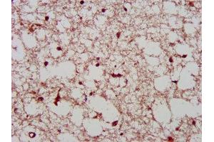 IHC image of ABIN7163794 diluted at 1:400 and staining in paraffin-embedded human brain tissue performed on a Leica BondTM system. (PCGF1 antibody  (AA 113-187))