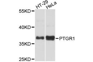Western blot analysis of extracts of various cell lines, using PTGR1 antibody (ABIN5972573) at 1:3000 dilution.