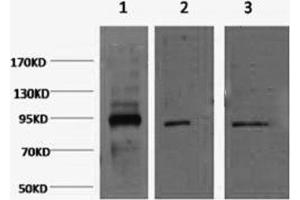 Western Blotting (WB) image for anti-Organic Cation Transporter Protein-Like (LOC105211532) antibody (ABIN5958509) (Oct-1/2 antibody)