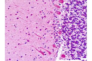 Anti-ABI1 / ABI-1 antibody IHC staining of human brain, cerebellum. (ABI1 antibody  (AA 81-108))
