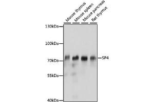 Western blot analysis of extracts of various cell lines, using SP4 antibody (ABIN7270509) at 1:1000 dilution.