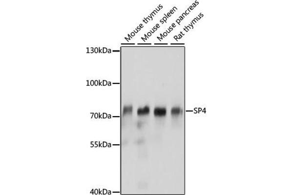 SP4 抗体  (AA 280-440)