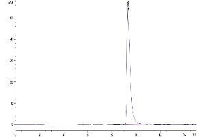The purity of Human YKL-40/CHI3L1 is greater than 95 % as determined by SEC-HPLC. (CHI3L1 Protein (AA 22-383) (His tag))