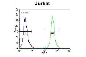 Flow cytometric analysis of Jurkat cells (right histogram) compared to a negative control cell (left histogram). (SLC43A2 antibody  (AA 236-265))
