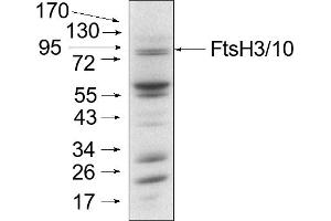Mitochondria were isolated as described by Urantowka et al. (Ftsh3/Ftsh10 antibody)