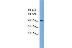 WB Suggested Anti-Dnajb12 Antibody Titration: 0.