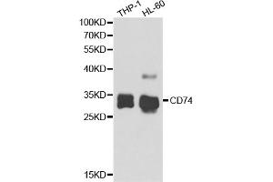 Western blot analysis of extracts of various cell lines, using CD74 antibody (ABIN5973310) at 1/1000 dilution.