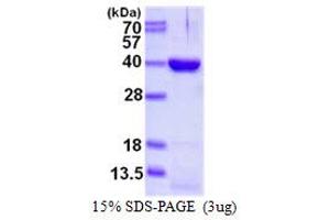 Image no. 1 for DIM1 Dimethyladenosine Transferase 1 Homolog (DIMT1) protein (His tag) (ABIN1098332) (DIMT1 Protein (His tag))