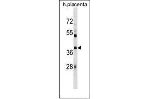 Western blot analysis of SIAH1 Antibody (Center) in human placenta tissue lysates (35ug/lane). (SIAH1 antibody  (Middle Region))