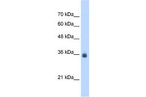 SDF4 antibody used at 2. (SDF4 antibody  (C-Term))