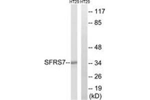 Western blot analysis of extracts from HT-29 cells, using SFRS7 Antibody. (SFRS7 antibody  (AA 61-110))