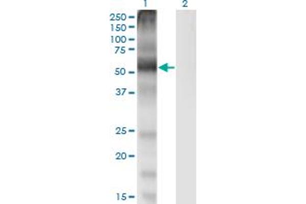 SLC7A1 antibody  (AA 431-492)