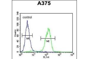ACTR2 Antibody (C-term) (ABIN1882059 and ABIN2840820) flow cytometric analysis of  cells (right histogram) compared to a negative control cell (left histogram). (ACTR2 antibody  (C-Term))