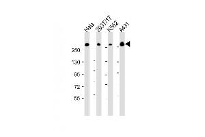 All lanes : Anti-FLNB Antibody (N-Term) at 1:2000 dilution Lane 1: Hela whole cell lysate Lane 2: 293T/17 whole cell lysate Lane 3: K562 whole cell lysate Lane 4: A431 whole cell lysate Lysates/proteins at 20 μg per lane.