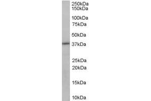 ABIN185332 (0. (SORD antibody  (C-Term))