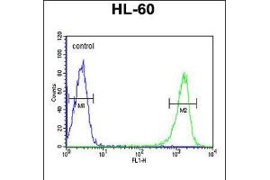 Flow cytometric analysis of HL-60 cells (right histogram) compared to a negative control cell (left histogram). (PSME1 antibody  (C-Term))
