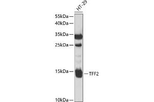 Western blot analysis of extracts of HT-29 cells, using TFF2 antibody (ABIN6128875, ABIN6149049, ABIN6149050 and ABIN6221077) at 1:1000 dilution. (Trefoil Factor 2 antibody  (AA 24-129))