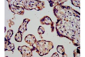IHC image of ABIN7164717 diluted at 1:200 and staining in paraffin-embedded human placenta tissue performed on a Leica BondTM system.
