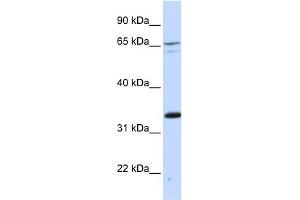 WB Suggested Anti-PSIP1 Antibody Titration:  0.