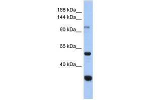 WB Suggested Anti-GANC Antibody Titration: 0. (GANC antibody  (Middle Region))