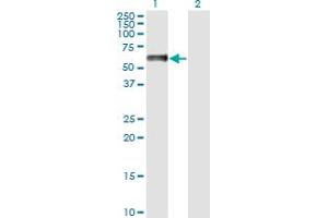 Western Blot analysis of NFIA expression in transfected 293T cell line by NFIA monoclonal antibody (M02A), clone 1E11. (NFIA antibody  (AA 1-498))