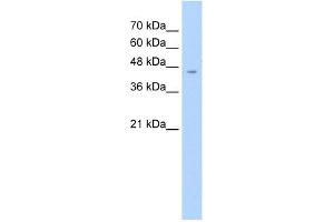ASS1 antibody used at 2. (ASS1 antibody  (C-Term))
