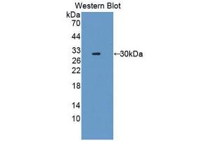 Western Blotting (WB) image for anti-Fascin 2 (FSCN2) (AA 8-258) antibody (ABIN1176317) (Fascin 2 antibody  (AA 8-258))