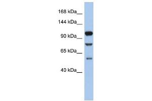 TLR9 antibody used at 1 ug/ml to detect target protein. (TLR9 antibody  (N-Term))