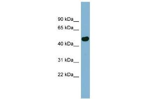 WB Suggested Anti-EFCAB4B Antibody Titration:  0. (EFCAB4B antibody  (N-Term))