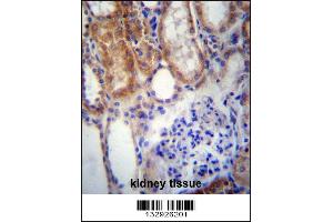 SUSD2 Antibody immunohistochemistry analysis in formalin fixed and paraffin embedded human kidney tissue followed by peroxidase conjugation of the secondary antibody and DAB staining. (SUSD2 antibody  (C-Term))