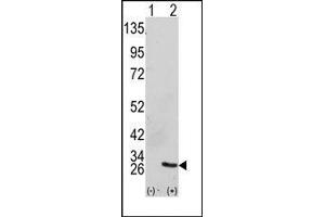 Image no. 1 for anti-Growth Factor Receptor-Bound Protein 2 (GRB2) (Middle Region) antibody (ABIN358795) (GRB2 antibody  (Middle Region))