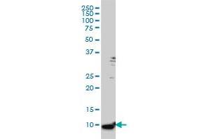 S100A6 monoclonal antibody (M16), clone 6D1 Western Blot analysis of S100A6 expression in HeLa . (S100A6 antibody  (AA 18-90))