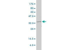 RAD51 monoclonal antibody (M01), clone 2E5-E5 Western Blot analysis of RAD51 expression in HeLa . (RAD51 antibody  (AA 1-242))