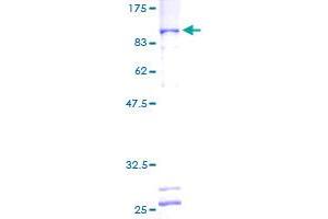 GTF3C5 Protein (AA 1-519) (GST tag)