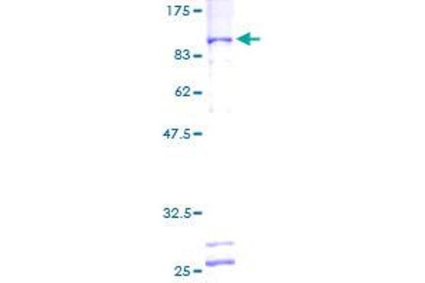 GTF3C5 Protein (AA 1-519) (GST tag)