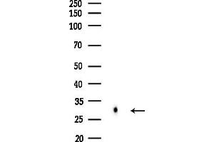 anti-Major Histocompatibility Complex, Class II, DO beta (HLA-DOB) (N-Term) antibody