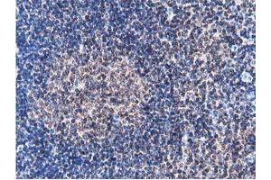 Image no. 1 for anti-Striatin Interacting Protein 1 (STRIP1) antibody (ABIN1498204) (STRIP1 antibody)
