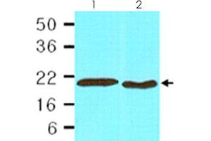 Cell lysates of HepG2 (lane 1, 30 ug) and HeLa (lane 2, 30 ug) were resolved by SDS-PAGE and probed with PPIB monoclonal antibody, clone k2E2  (1:1,000). (PPIB antibody  (AA 26-216))