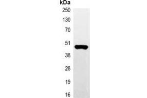 Immunoprecipitation of Myc-tagged protein from HEK293T cells transfected with vector overexpressing Myc tag, using Anti-Myc-tag Antibody. (Myc Tag antibody)