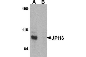 Western Blotting (WB) image for anti-Junctophilin 3 (JPH3) (C-Term) antibody (ABIN1030460)