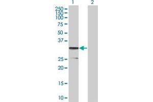 Western Blot analysis of CD79B expression in transfected 293T cell line by CD79B MaxPab polyclonal antibody. (CD79b antibody  (AA 1-229))