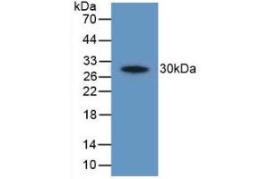 Detection of Recombinant PTGS2, Human using Polyclonal Antibody to Cyclooxygenase-2 (COX 2) (PTGS2 antibody  (AA 187-425))