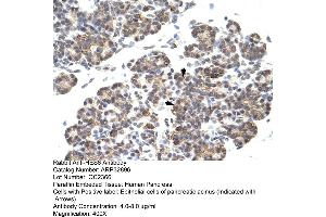 Human Pancreas (HES6 antibody  (C-Term))