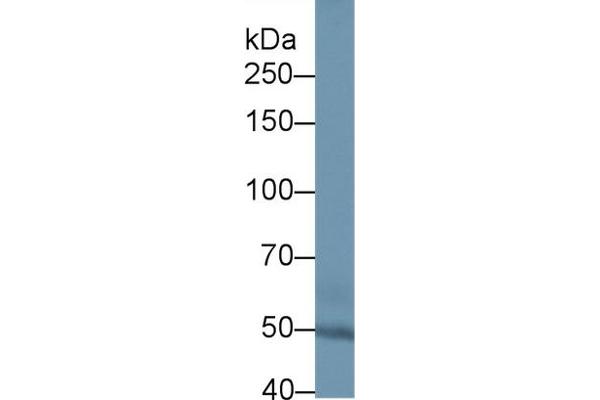 SULF2 antibody  (AA 337-654)