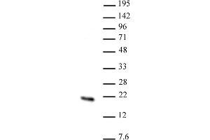 Hmgn2 antibody (pAb) tested by Western blot. (HMGN2 antibody  (N-Term))
